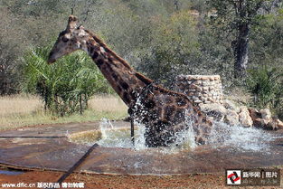 奇事 长颈鹿走路掉进水坑 众人协力救援 
