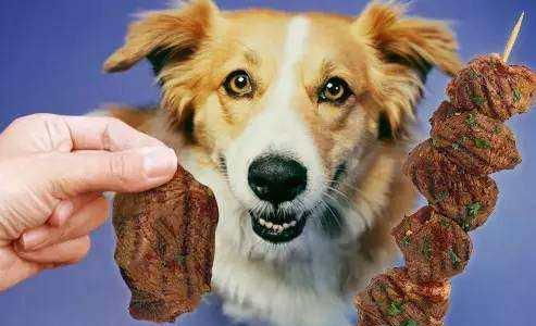 狗狗食物需要调味吗,狗狗的味觉和人类的有什么区别吗