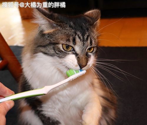 为何要给猫咪刷牙 看完这3点,铲屎官就知道该如何给猫咪刷牙了