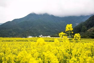 广东千亩油菜花接连盛放 快抓住假期尾巴邂逅黄金花海