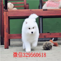 辽宁丹东犬舍出售纯种萨摩耶萨摩耶多少钱精品微笑天使萨摩耶萨摩价格