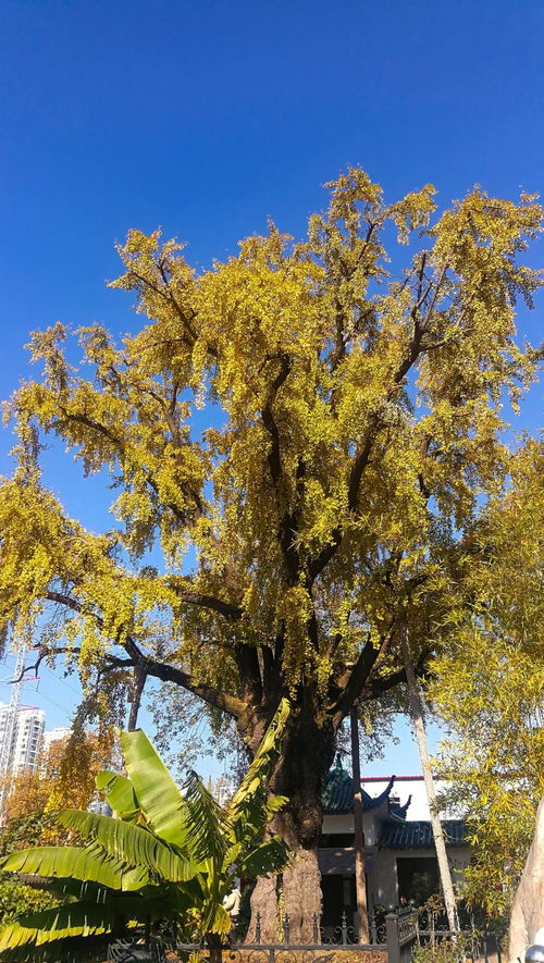 汉阳树是什么树武汉最古老的银杏树,汉阳树是什么树武汉最古老的银杏树
