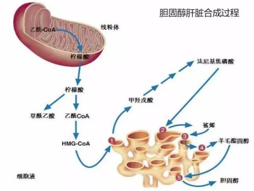 总胆固醇高是怎么回事(总胆固醇高的原因)