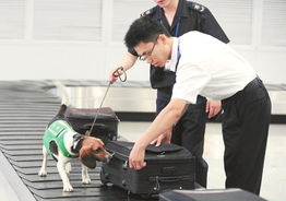 狗狗检疫员机场上班 首日发出三次警报 