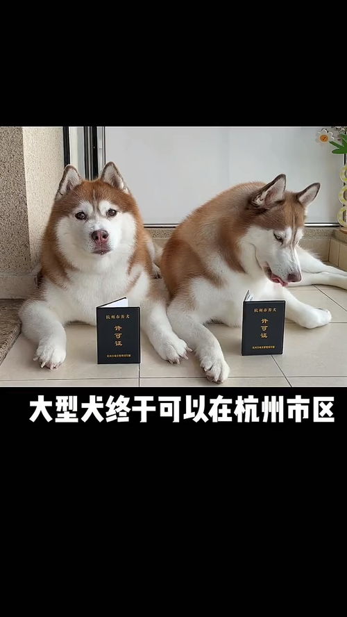 大型犬终于可以在杭州市区办狗证了 