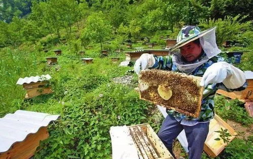 果树旁适合养蜜蜂吗 对蜜蜂,蜂糖有什么影响