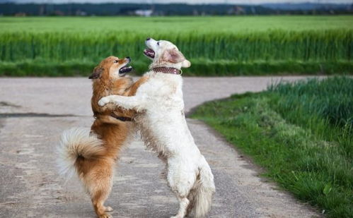 养大型犬的人遛狗时不栓狗，是一种怎样的心理(遛狗不拴狗绳违法吗)