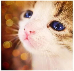 求蓝眼睛猫的图片 