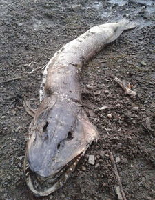 英国湖边水怪尸体被指是狗鱼 满嘴利齿体长近2米 