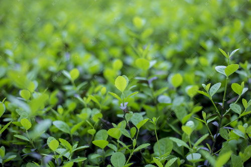 关于植物茁壮生长的诗句