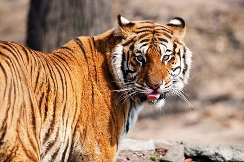 中国哪里的老虎最厉害 为什么