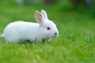 兔子在什么情况下爱发情 
