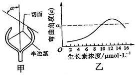 从某植物长势一致的黄化苗上切取等长幼茎段 无叶和侧芽 ,将茎段自顶端向下对称纵 