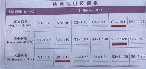 泰迪不打疫苗可以吗,兽医 狂犬疫苗每年都要打,其它间隔2年