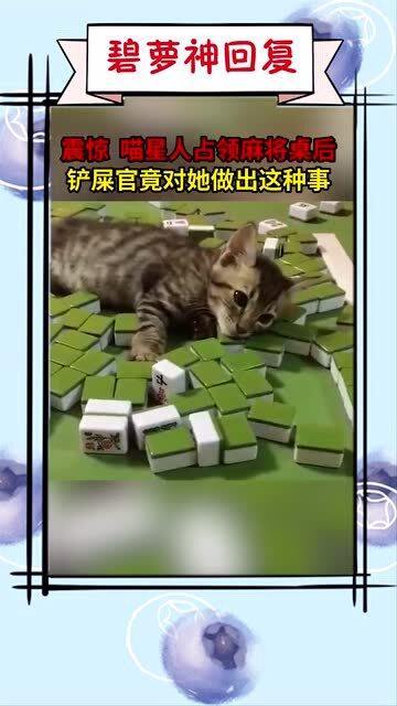 爆笑片段 这猫是不是叫麻将,你们是不是要打麻将 