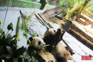 大熊猫双胞胎兄弟在厦过生日 百位寿星齐聚马戏城
