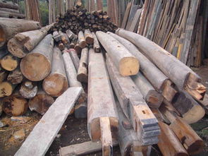 500年金丝楠木直径多大 最贵的木头排名金丝楠木