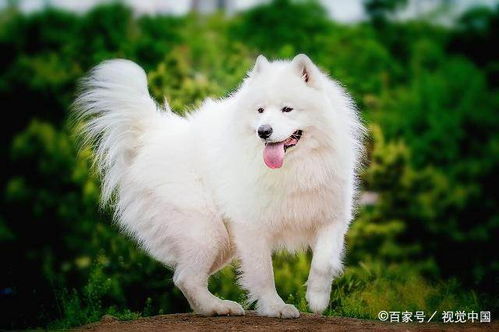 纯白色的狗有哪些品种 十大白色宠物狗品种 又萌又漂亮