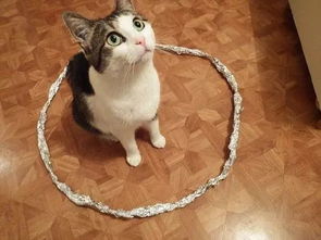 猫咪很喜欢呆在圆圈里,这是什么神奇现象