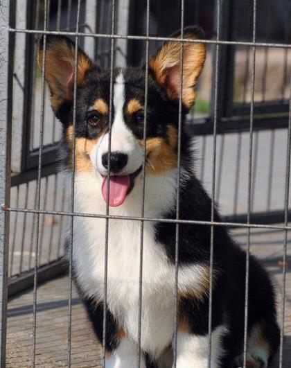 福州犬舍出售柯基犬宠物狗市场在哪 哪有买狗卖狗