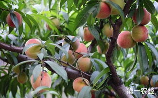 桃树种植 七月份桃树果实成熟期的管理要点