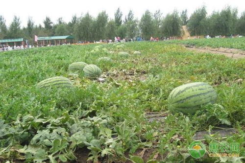 京欣西瓜什么时候种植最好 种植方法有哪些