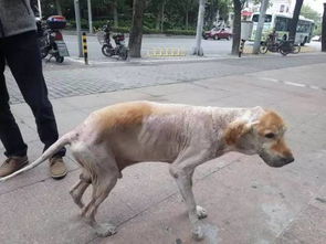 太黑心 上海一宠物店给狗狗安乐死 收了钱竟这样对待狗狗... 