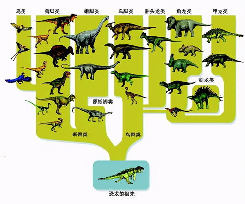 地球生命 人类和文明的起源 发展演化过程