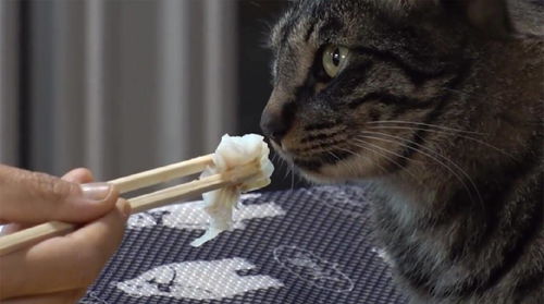 猫爱吃鱼是天性,那你见过素食猫吗 第一次闻到鱼味的猫眼神亮了 