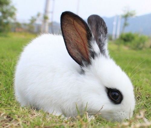 兔兔兔兔 过了57岁,一定要花一分钟好好看看,尤其是63年的兔