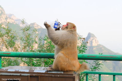 太行山下有三千多只野生猕猴,被称中国猴山