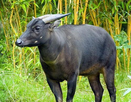 家水牛也有两种 我们常见的家水牛究竟是哪一种