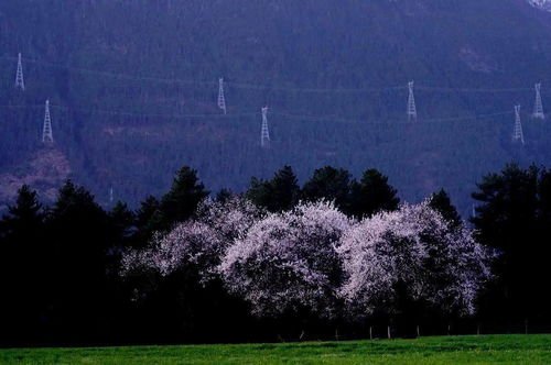 摄影人川藏自驾 波密终于晴天,雪山出来桃花漂亮了,纠纷也来了