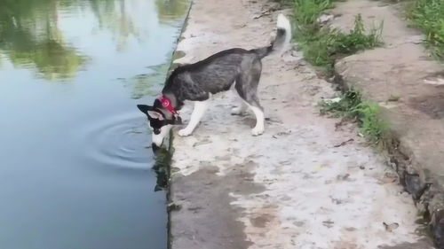 二哈你慢点跑,不然一会得成 落汤狗 ,狗 我也想但实力不允许 