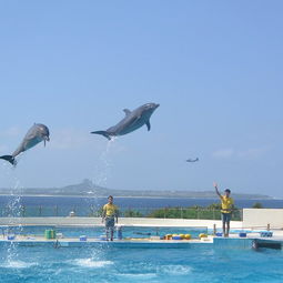 海博馆停车场收费标准最新,冲绳美丽海水族馆游玩攻略