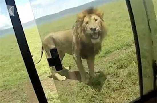 不要命 男子开车窗偷摸狮子 下一秒遭狮吼被吓傻 