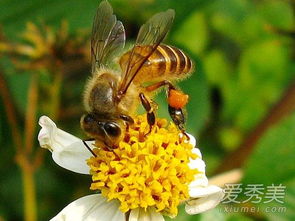 被蜜蜂蜇了是好兆头吗 被蜜蜂蜇了怎么办