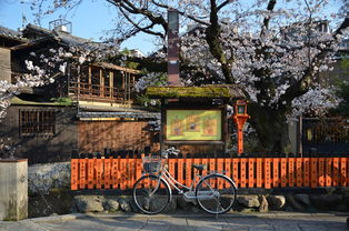 日本,京都议定书,樱花,春天 