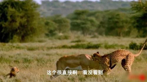 黑斑羚与猎豹进行反击,猎豹VS黑斑羚,黑斑羚干的真的很漂亮 