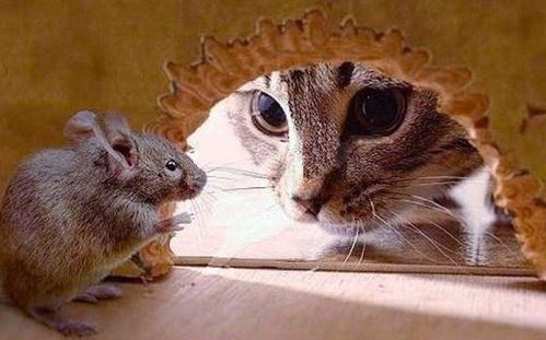 有些航母上并没有老鼠,为什么要养猫 舰猫 到底有何 神秘作用