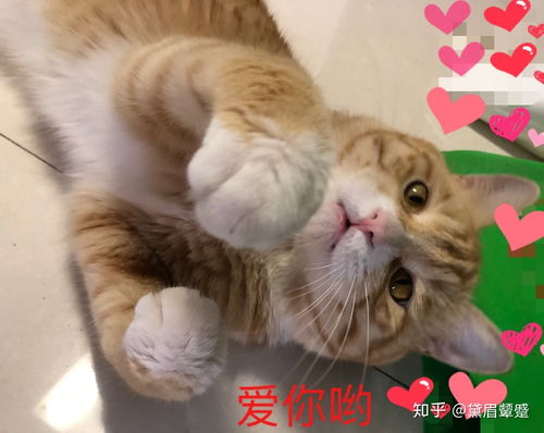 养一只巨能吃的橘猫是怎样的体验 