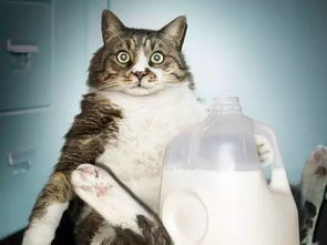 猫咪能不能喝牛奶,猫咪能不能喝牛奶粉