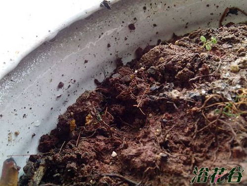 种菜土里长很多虫子怎么办