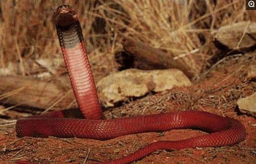 动物趣闻 红色蛇类有哪些,盘点世界上十种红色蛇类