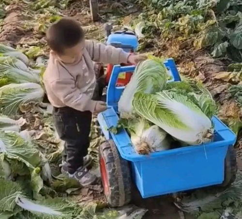 萌娃开小拖拉机帮父母收菜,动作老练又利索,网友 这技术杠杠的