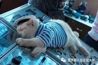 谁说军营不养猫啊,俄罗斯水兵们可都是都是猫奴啊 