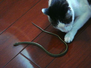 这是什么蛇 有毒么 能吃么 早上猫抓的 