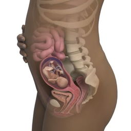 怀孕4个月胎儿b超图(四个月宝宝在肚子里有多大图片)