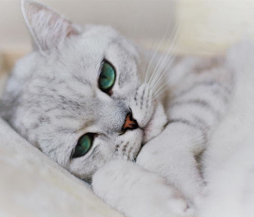 英国短毛猫萌图 这么可爱的小猫咪值得你吸一口 