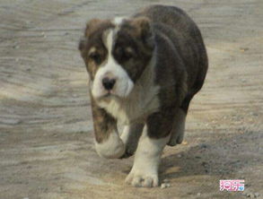 纯种中亚幼犬多大开始训练好想买一只幼崽价格要多少钱 养殖场